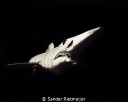 Mako Shark black/White by Sander Rietmeijer 